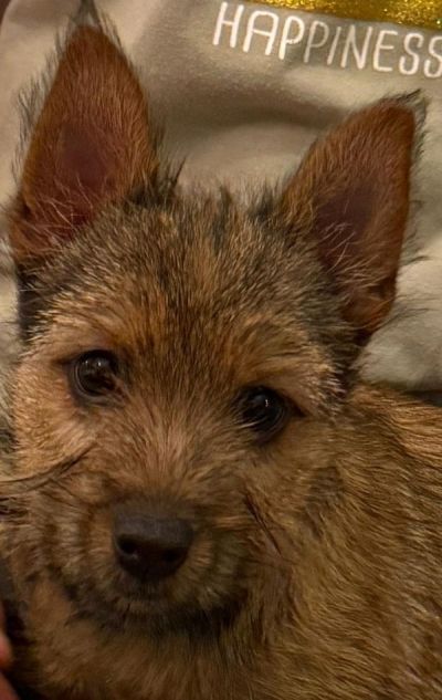 Paul Border Terrier